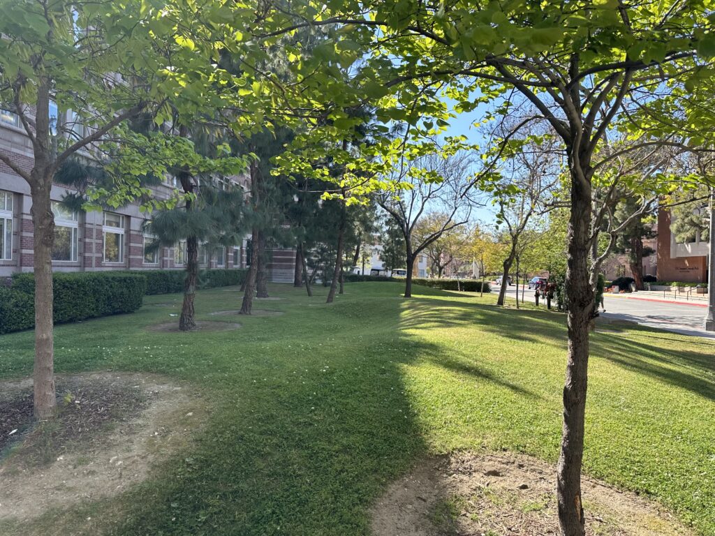 An empty lawn area near Leavey Library